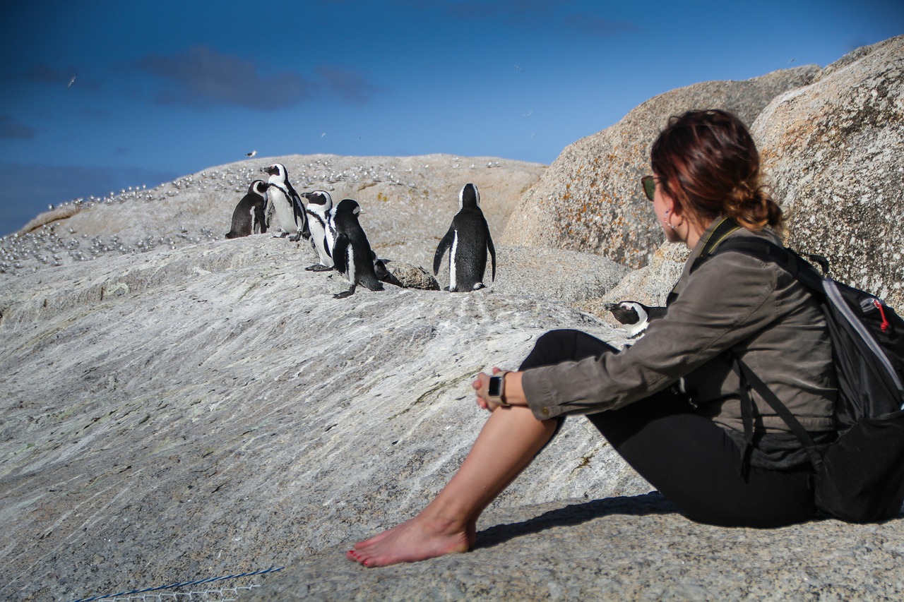 penguins, south africa, cape town